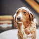 Dog taking bath at home - PhotoDune Item for Sale