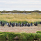 King penguins - PhotoDune Item for Sale