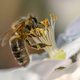 Close Honey bee collecting pollen from apple tree blossom - PhotoDune Item for Sale
