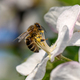Close Honey bee collecting pollen from apple tree blossom - PhotoDune Item for Sale