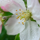 Flowers close up on an apple tree branch on a background of blurred garden after rain - PhotoDune Item for Sale