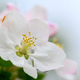 Flowers close up on an apple tree branch on a background of blurred garden - PhotoDune Item for Sale