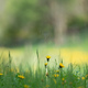 Meadow with yellow flowers and blurred in the background - PhotoDune Item for Sale