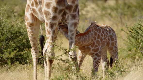 Baby Giraffe Suckles Mother in Early Morning Light alt