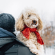 Man holding cute puddle dog with red scarf. - PhotoDune Item for Sale