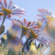 Beautiful Daisy Flowers - PhotoDune Item for Sale