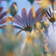 Daisy Flowers Field - PhotoDune Item for Sale