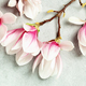 Spring magnolia flowers on grey stone background banner - PhotoDune Item for Sale