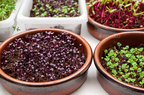 Bowls with micro greens