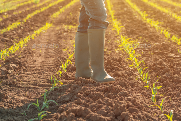 Female farmer in wellington rubber boots standing in young green corn field