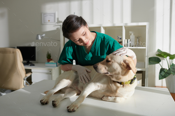Veterinary Nurse Examining Dog