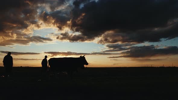 Silhouettes of Shepherds Driving Cows Along a Field at Sunset alt