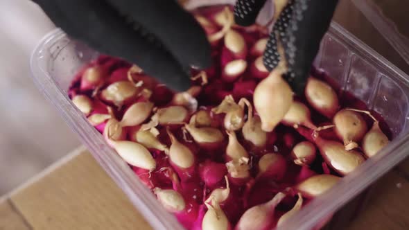 Preparation of Winter Onions for Planting in a Solution of Potassium Permanganate alt