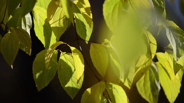 Autumn leaves on the branches of a tree. alt