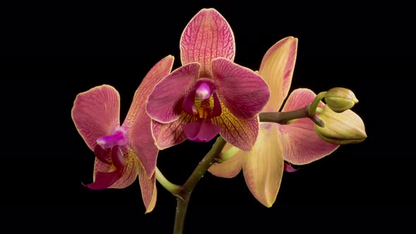 Blooming Red Orchid Phalaenopsis Flower alt