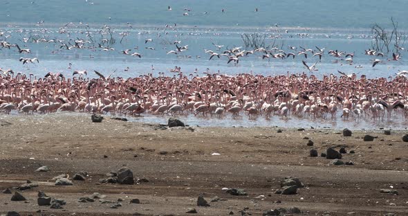 Lesser Flamingo, phoenicopterus minor, Group in Flight, Colony at Bogoria Lake in Kenya alt