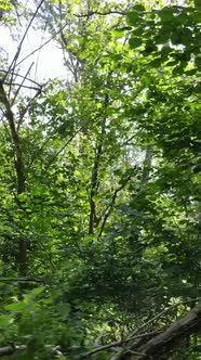 Vertical Video of Forest By Day alt