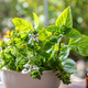 Fresh herb in a mortar, herbal medicine, alternative heal. Mint, rosemary, and basil aromatic leaf - PhotoDune Item for Sale