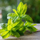 Peppermint, mint plant close up. Fresh aromatic herb green leaf on kitchen table - PhotoDune Item for Sale