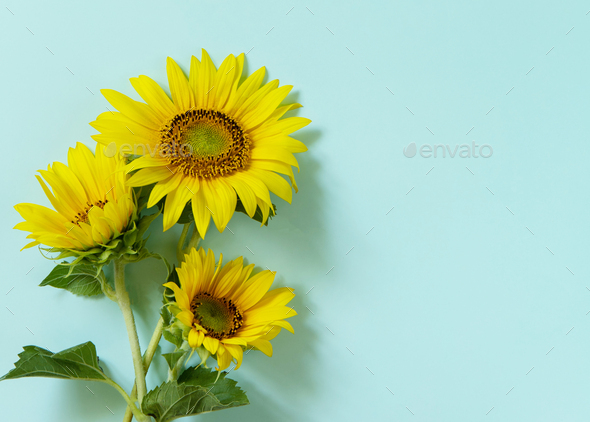 Sunflowers On Pastel Green Background. Stock Photo By Khramovaelena