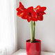 Beautiful red amaryllis flowers on table in room - PhotoDune Item for Sale