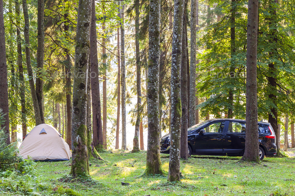 Camping tent and a car in green forest in spring sunny morning with fog