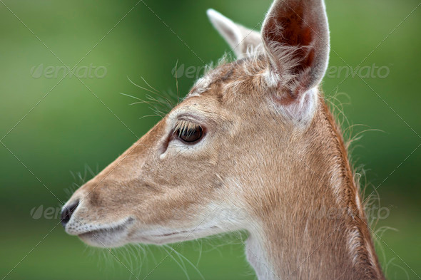 White Tailed Deer - Stock Photo - Images