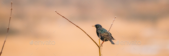 Wild Forest Bird Common Starling Sitting In Branch Tree - Stock Photo - Images