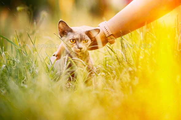 Woman Stroking Funny Young Gray Devon Rex Kitten Sitting In Green Grass - Stock Photo - Images