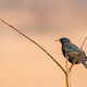 Wild Forest Bird Common Starling Sitting In Branch Tree - PhotoDune Item for Sale