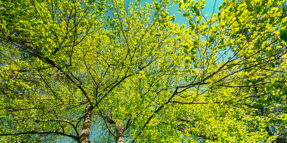 Spring Canopy Of Tree. - Stock Photo - Images