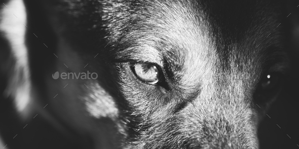 Close Up Eye Pupil Of Black Dog. Dogs Eye - Stock Photo - Images