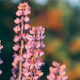 Wild Flowers Lupine In Summer Field Meadow. Close Up. Copyspace. Lupinus, Lupin - PhotoDune Item for Sale