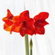 Beautiful red amaryllis flowers in bloom - PhotoDune Item for Sale