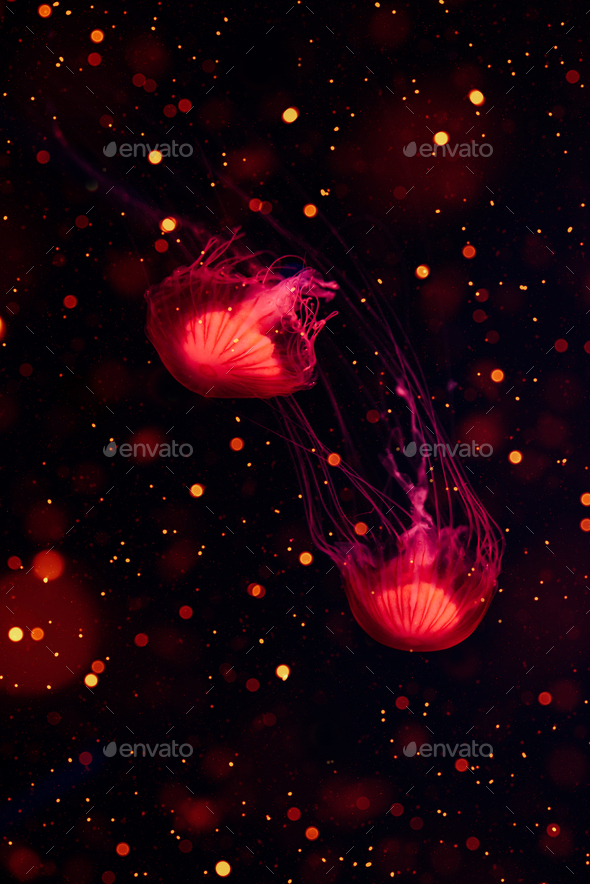 Glowing red Jellyfish underwater ocean. Japanese sea nettle floating in deep water.