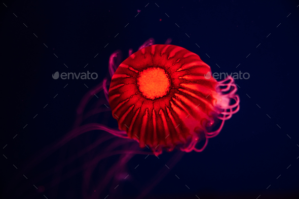 Glowing red Jellyfish underwater ocean. Japanese sea nettle floating in deep water.