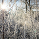 birch tree covered with frost - PhotoDune Item for Sale
