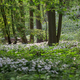 beech forest in spring with many white wildflowers - PhotoDune Item for Sale