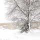 birch tree on snowy swamp in winter - PhotoDune Item for Sale