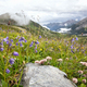 bluebells on valley in mountains - PhotoDune Item for Sale