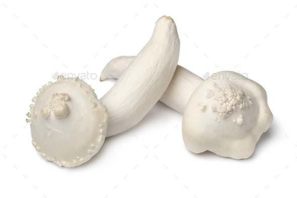 Pair of fresh deformed shimeji mushrooms on white background close up - Stock Photo - Images