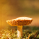 Mushroom Russula emetica - sickener, emetic russula - PhotoDune Item for Sale
