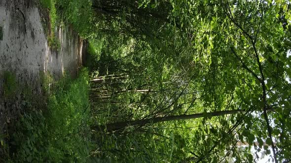 Vertical Video of a Forest with Trees alt