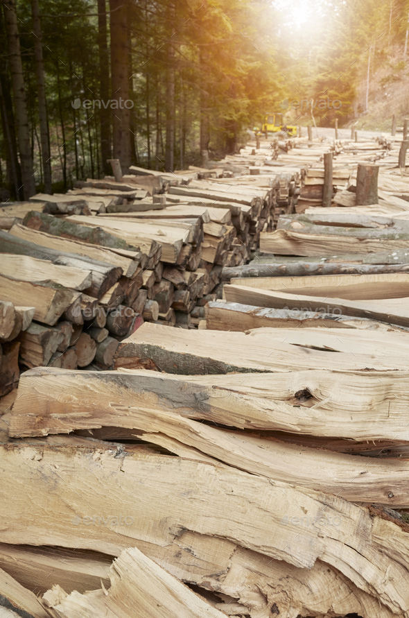 Pieces of cut trees in a mountain forest, deforestation concept. - Stock Photo - Images