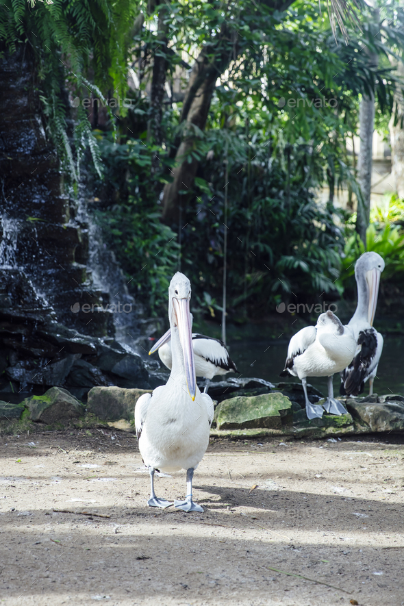 Australian pelicans - Stock Photo - Images