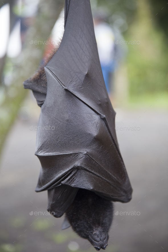 Large Flying Fox (Pteropus vampyrus) hanging in a tree at Bali Indonesia