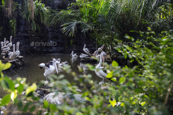 Australian pelicans - Stock Photo - Images