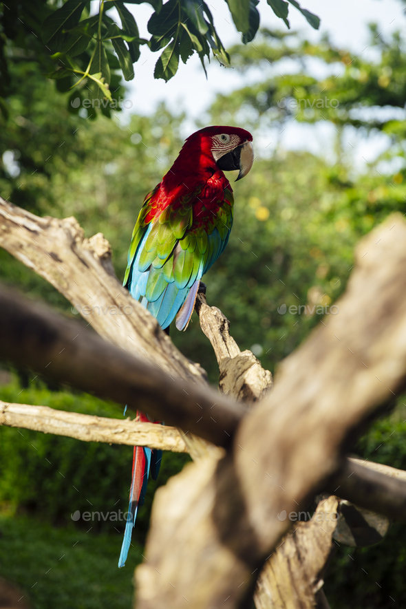 Red and green macaw - Stock Photo - Images