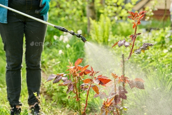 Woman with backpack garden spray gun under pressure handling bushes roses