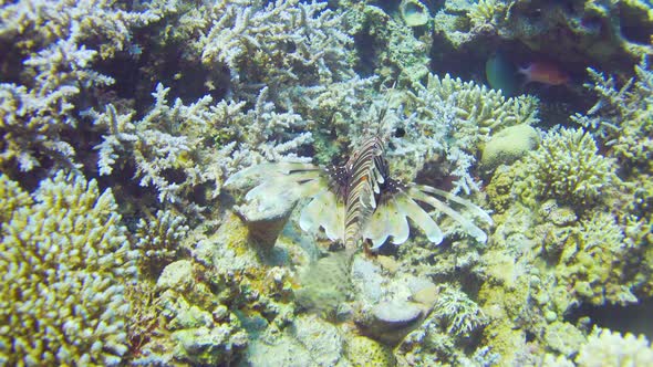 African Lionfish on Coral Reef